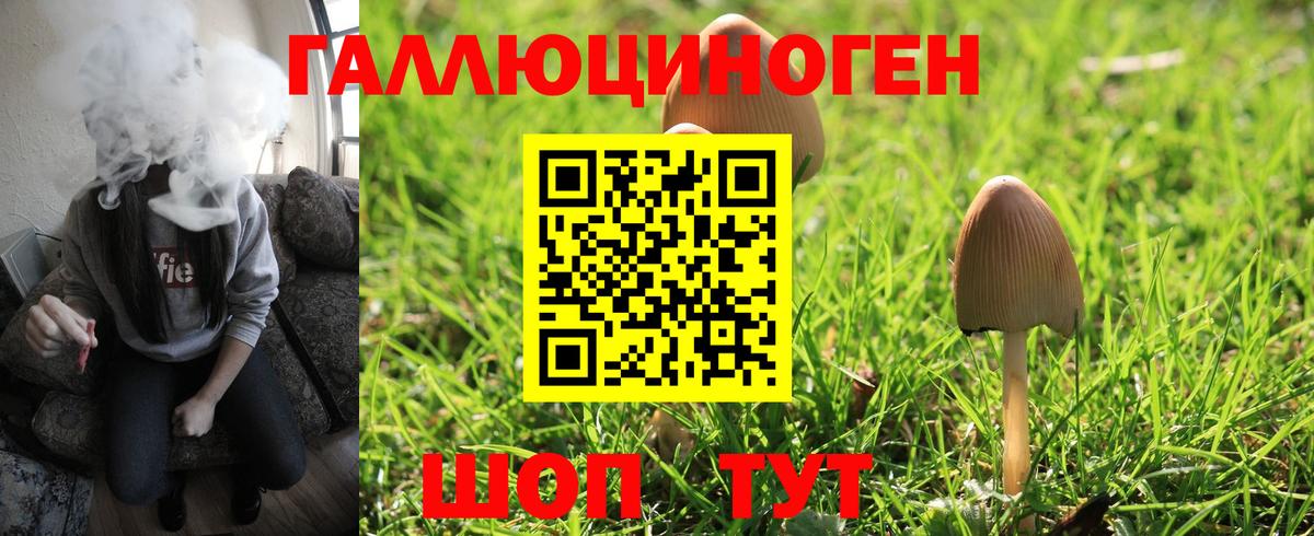 Галлюциногенные грибы Psilocybine cubensis Ленинск-Кузнецкий